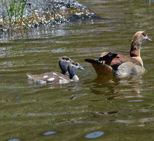 Oche egiziane (Alopochen aegyptiaca) Egyptian Geese, lago Zway, lake Zway