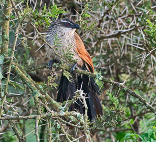 Cucal del Senegal Uganda