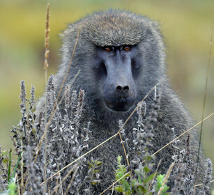 Babbuino anubino (Papio anubis), Olive Baboon
