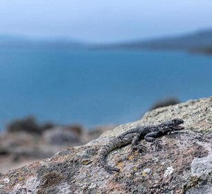 Stellione (Stellagama stellio) Laudakia stellio