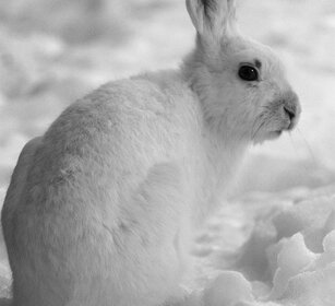 Lepre di montagna, Mountain Hare Valle d'Aosta, Aosta Valley