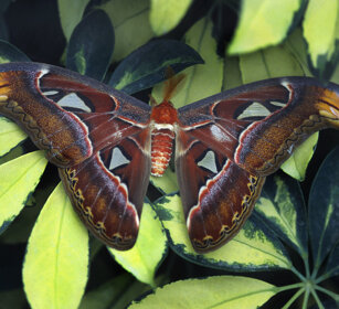 Farfalla cobra (Attacus atlas), Atlas Moth
