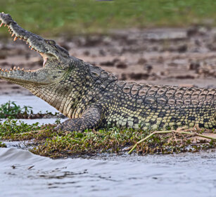 Coccodrillo del Nilo Uganda
