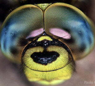 occhi di libellula, dragonfly's eyes Frossasco (To), Piemonte