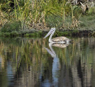 Pellicano grigio (Pelecanus rufescens) Pink-backed Pelican, Awasa NP