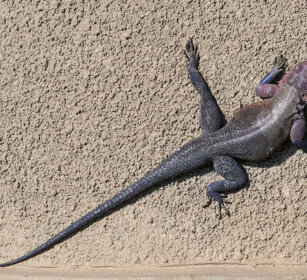 maschio di Agama (Agama lionotus) male Kenyan Rock Agama, Serengeti NP