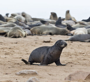 Otarie orsine (Arctocephalus pusillus) Cape Fur Seals, Cape Cross, Dorob NP