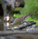 Tortora (Streptopelia turtur), Turtle Dove Castelletto Merli (Al)