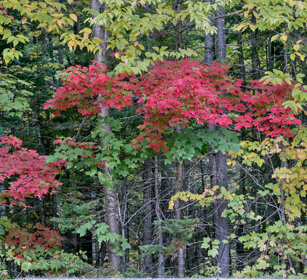 Indian summer Mauricie NP