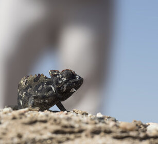 Camaleonte di Namaqua (Chamaeleo namaquensis) Namaqua Chameleon, Swakopmund
