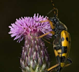 Strangalia maculata, Harlequin Longhorn