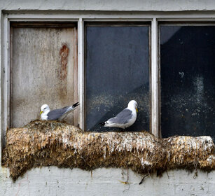 Gabbiani, Kittiwakes Norvegia, Norway, Varanger