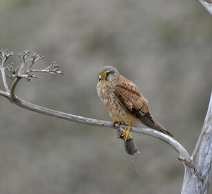 Gheppio (Falco tinnunculus dacotiae), Kestrel Fuerteventura