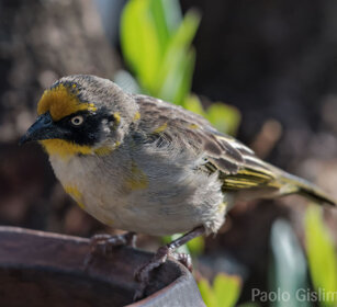 Tessitore (Ploceus baglafecht), Baglafecht Weaver Debre Libanos