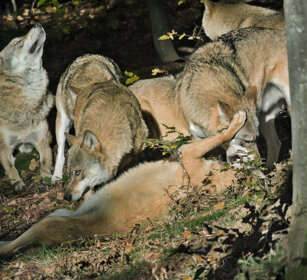Lupi (Canis lupus), Wolves Bayerischerwald, Germania, Germany