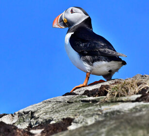 Pulcinella di mare, Puffin Norvegia, Hornoia. Norway, Hornoia Pulcinella di mare, Puffin Norvegia, Hornoia. Norway, Hornoia
