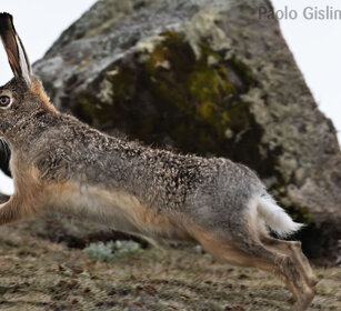 Lepre di Stark (Lepus starki) Ethiopian Highland Hare, Sanetti plateau