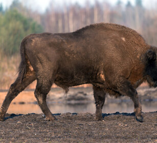 Bisonte europeo (Bison bonasus), European Bison Polonia, Poland