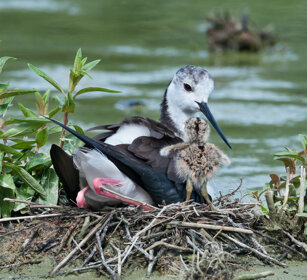 Cavalieri d'Italia (Himantopus himantopus) Black-winged Stilts, Racconigi (Cn)
