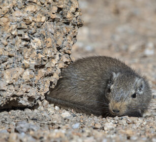 Ratto delle rocce o Noki (Petromus typicus) Dassie Rat, Spitzkoppe