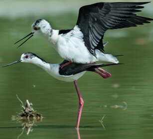 Cavalieri d'Italia (Himantopus himantopus) Black-winged Stilts, Racconigi (Cn)