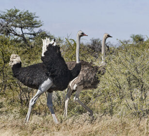 Struzzi (Struthio camelus), Common Ostriches Etosha NP