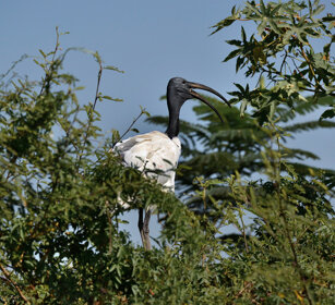 Ibis sacro (Threskiornis aethiopicus), Sacred Ibis lago Zway, lake Zway