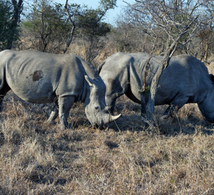 Rinoceronti bianchi (Ceratotherium simum) White Rhinos, Kruger NP