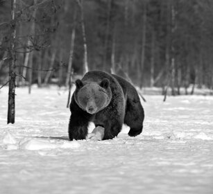Orso bruno, Brown Bear Finlandia, Finland