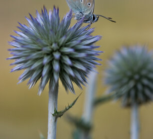 Argo azzurro (Polyommatus icarus), Common Blue