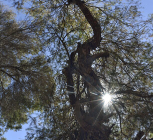 alberi, trees Fuerteventura