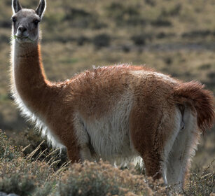 Guanaco (Lama guanicoe) PN Torres del Paine, Cile