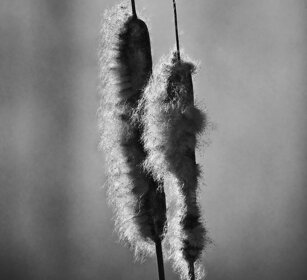 tife, reed maces Racconigi (Cn)