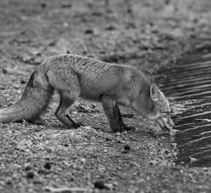 Volpe comune, Red Fox. Yellowstone