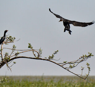 Cormorani, Phalacrocorax carbo Long-tailed Cormorants, lago Zway, lake Zway