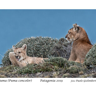 Puma Patagonia Puma Patagonia