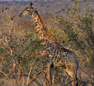 Giraffa sudafricana, (Giraffa camelopardalis g.) South African Giraffe, Kruger NP