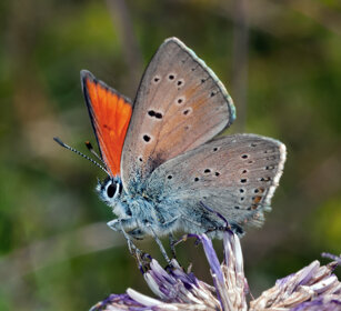 Verga d'oro (Lycaena virgaureae), Scarce Copper