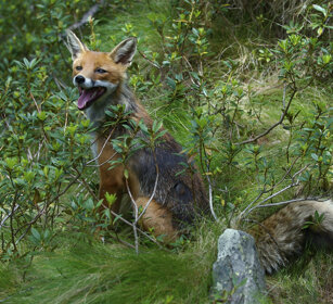 Volpe comune, Red Fox PN del Gran Paradiso, Gran Paradiso NP