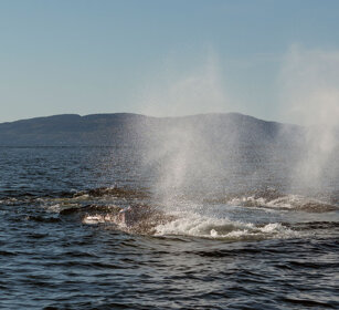Whales Tadoussac