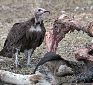 Avvoltoio cappuccino (Necrosyrtes monachus) Hooded Vulture 