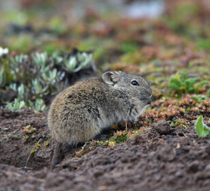 Arvicola dei prati (Arvicanthis blicki) Blicks Grass-rat, Sanetti plateau