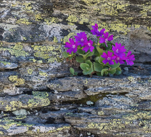 Primule della valle di Daone (Primula daonensis)