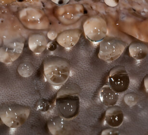 gocce sotto la cappella di Poliporo marginato drops under the fungus cap