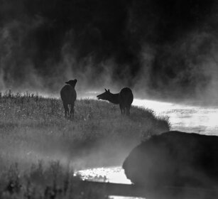 femmine di Cervi canadesi, females Wapiti Yellowstone