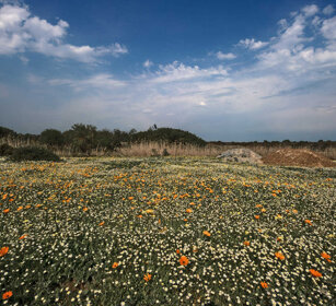 fioriture, flowering Riserva naturale De Hoop, De Hoop natural reserve