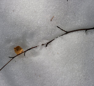 rametto di Faggio, Beech little branch