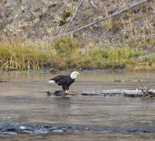 Aquila testa bianca, Bald Eagle PN di Yellowstone, Yellowstone NP