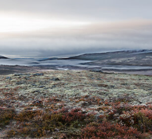 tundra parco nazionale di Dovrefjell, Dovrefjell NP