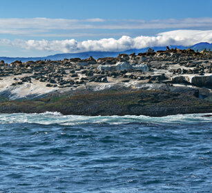 Otarie del Capo (Arctocephalus pusillus) Sea Lions Robben island